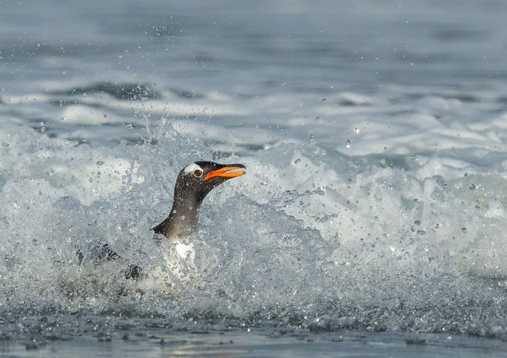 gentoo penguin