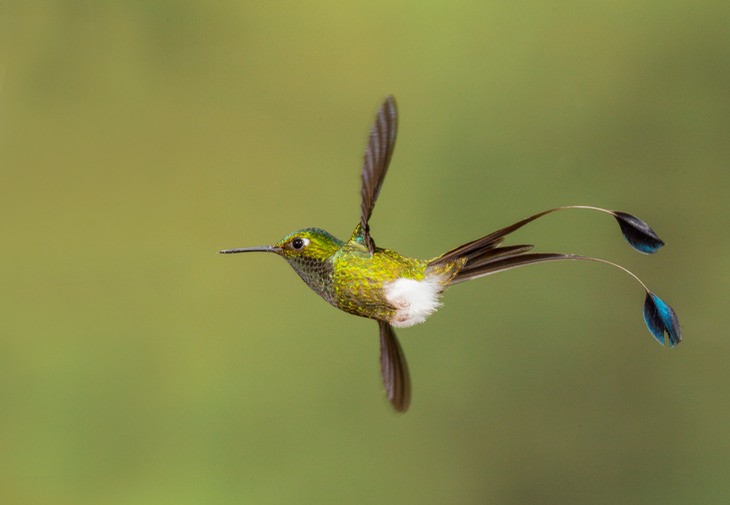 booted racket tail