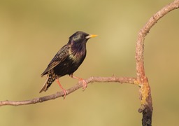 starling