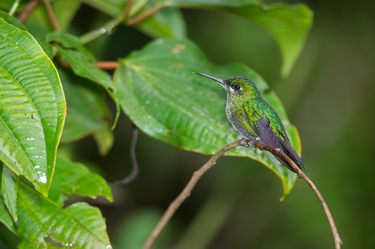 green crowned brilliant