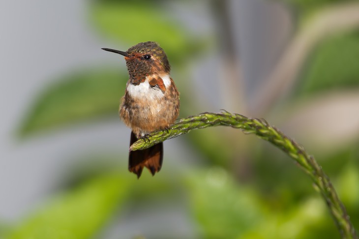 scintillant hummingbird