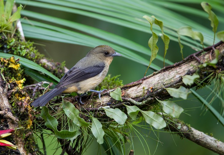 black goggled tanager