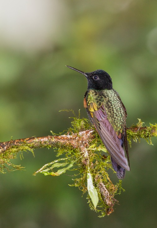 velvet purple coronet