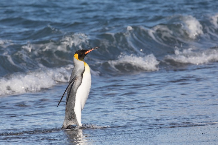 king penguin