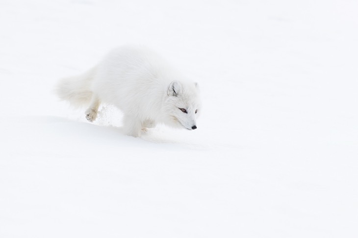 arctic fox