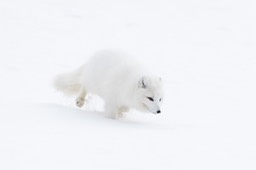 arctic fox