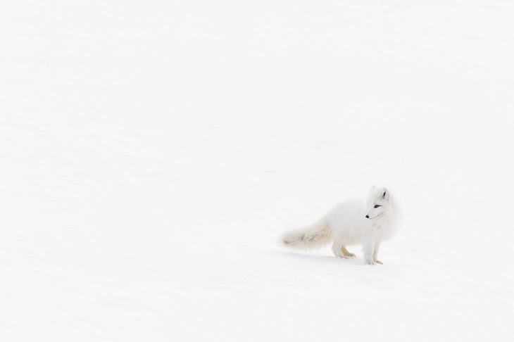 arctic fox