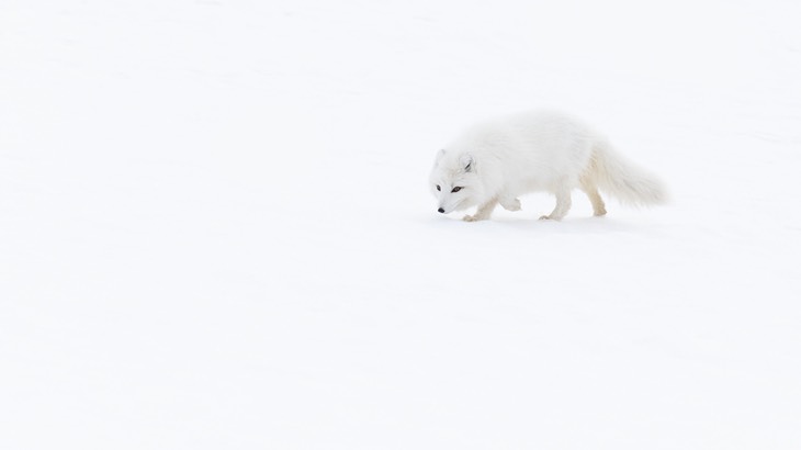 arctic fox