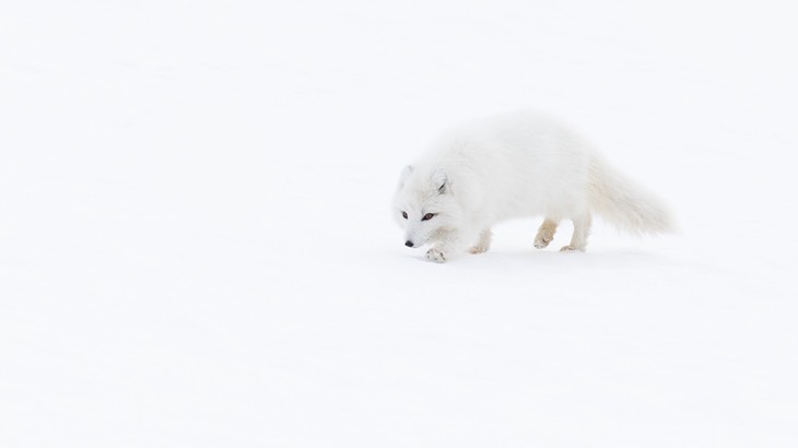 arctic fox