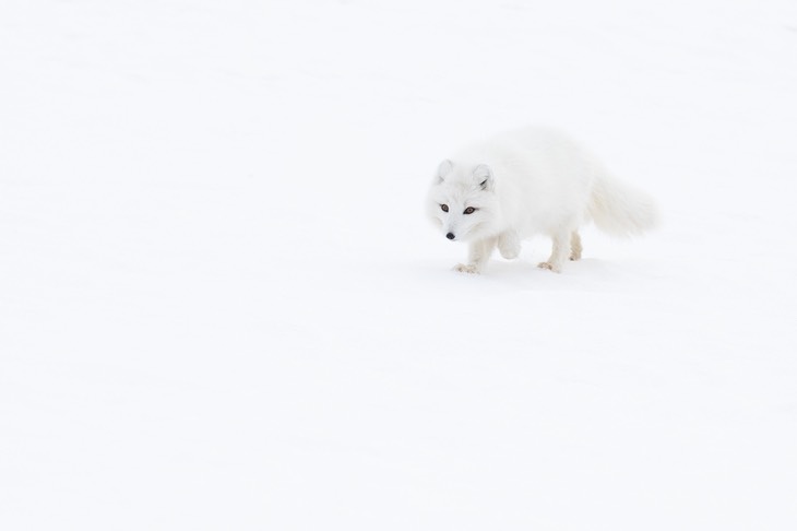 arctic fox