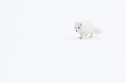 arctic fox