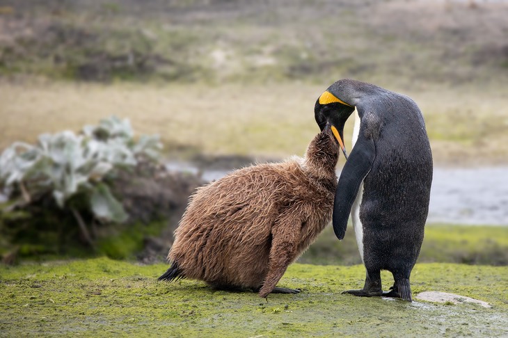 king penguin