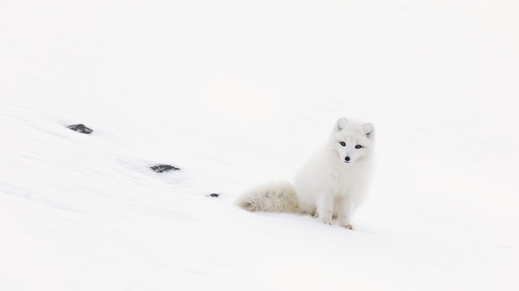 arctic fox