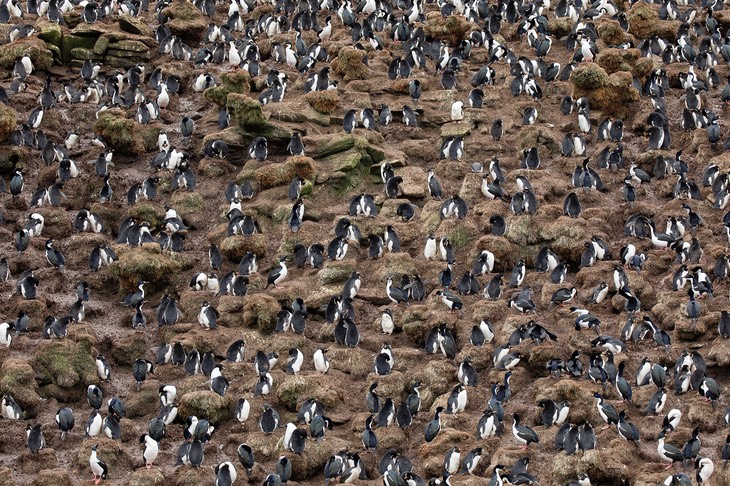 rockhopper penguin