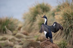 blue eyed shag