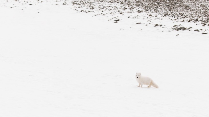 arctic fox