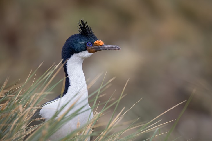 blue eyed shag