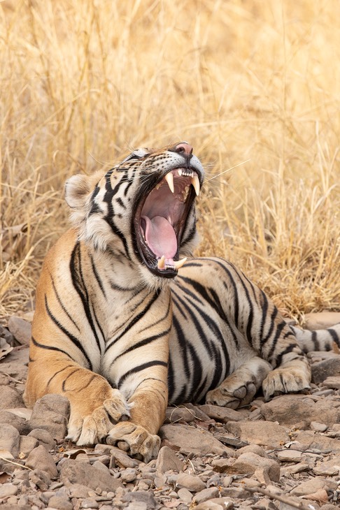 bengal tiger