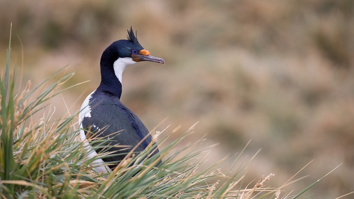 blue eyed shag