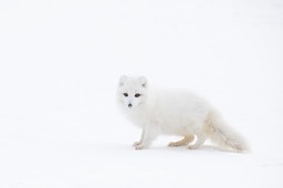 arctic fox