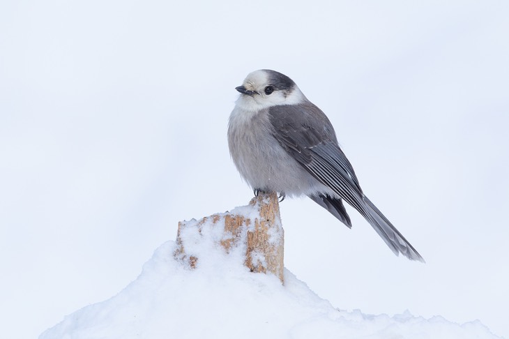 grey jay