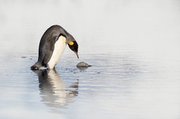 king penguin