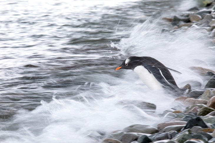 gentoo penguin