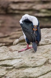 blue eyed shag