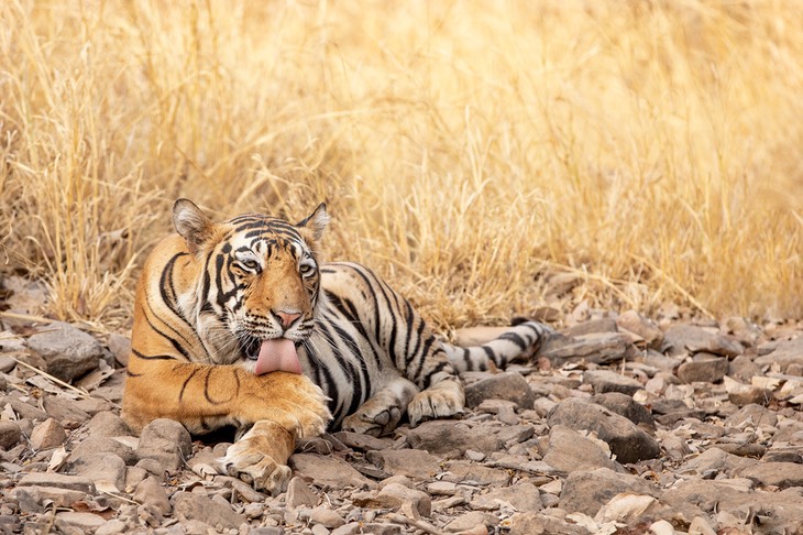 bengal tiger