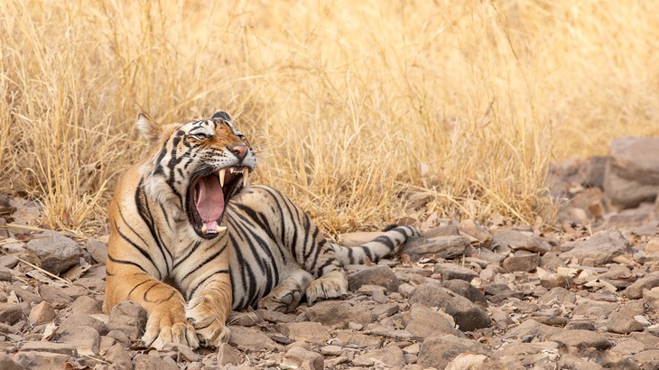 bengal tiger