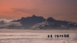 king penguin