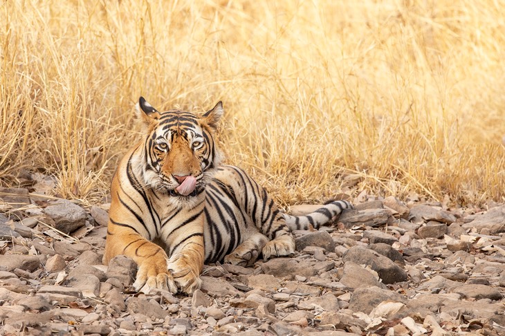 bengal tiger