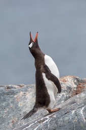 gentoo penguin