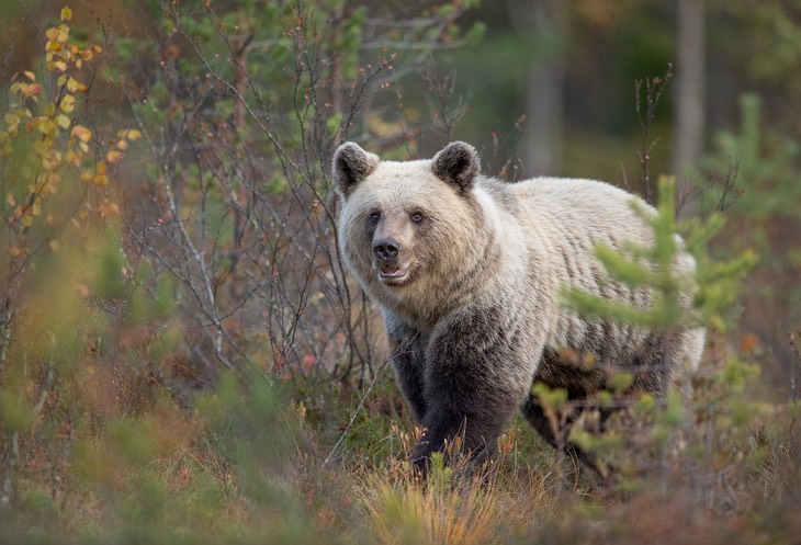 brown bear