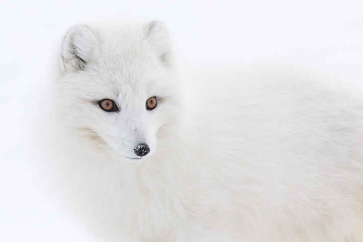 arctic fox