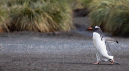 gentoo penguin