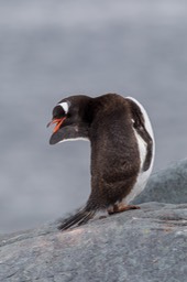 gentoo penguin