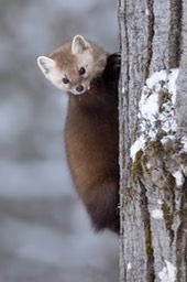 american pine marten