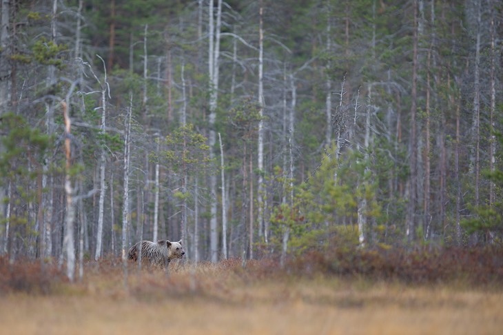 brown bear