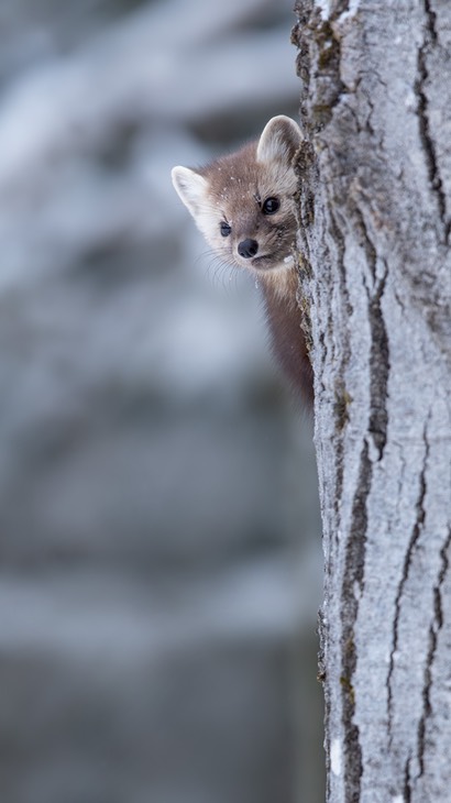 american pine marten