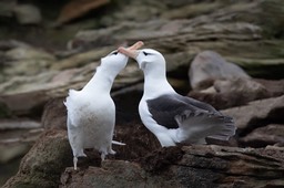 black browed albatross