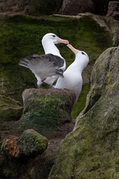 black browed albatross