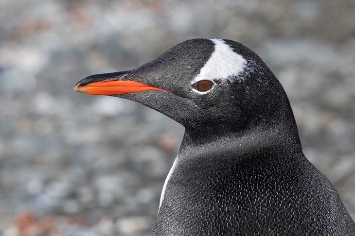 gentoo penguin