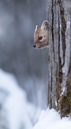 american pine marten