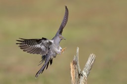 cuckoo