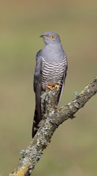 cuckoo