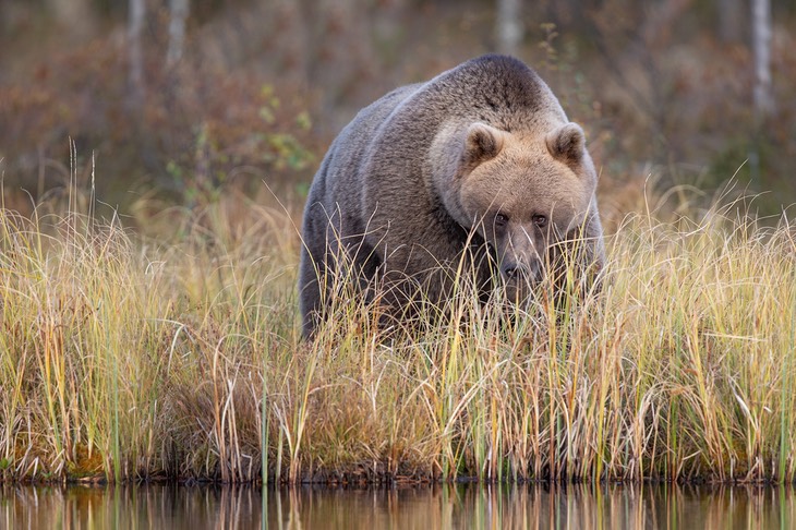 brown bear