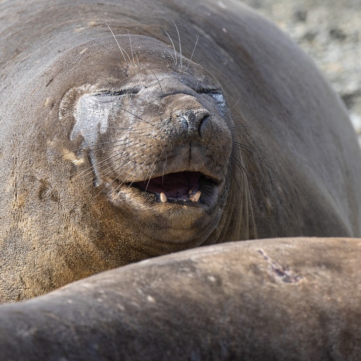 southern elephant seal