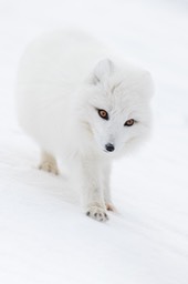 arctic fox