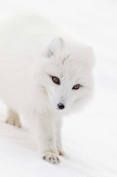 arctic fox